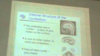 Dr Eman Sadek CNS 7 (vestibular pathway,MLB,cerebellum)
