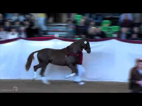 Dressurleistungszentrum Lodbergen Dominy 2015