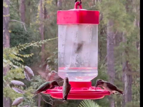 Hummingbird Frenzy in Texas, September 3, 2022
