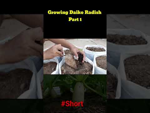 #Shorts#Growing Daikon Radish Part 1