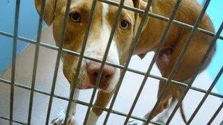 preview picture of video 'Pit Bull Ban: City Declaring Emergency'