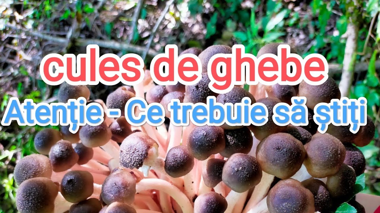 Ghebele -ce trebuie sa stii. Atenție!!! Gheba morții . ciuperci mortale ☠️