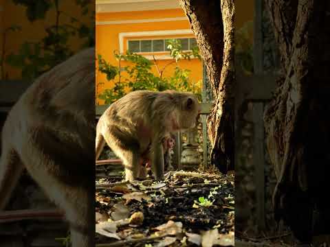 Morning Calm: Watching Arina and BB Arianny Forage in Peace