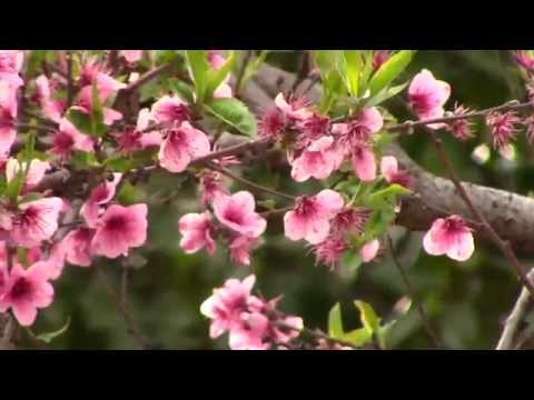 Ялта, ВЕСНА - 11.04.2014