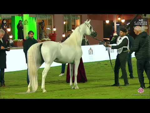 N 245 WORTEX KALLISTE   The 6Th International Arabian Horse Show 2023   Stallions 7 9 Years Old Clas