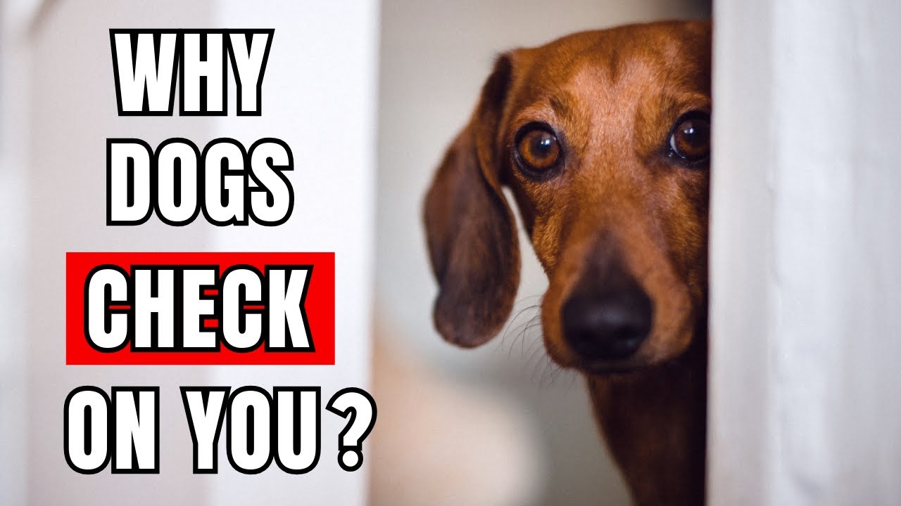 Why Does Your Dog Keep Checking In on You?