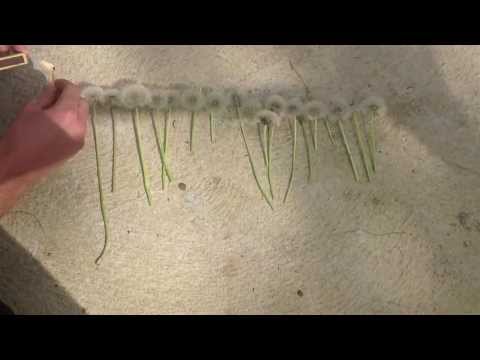 Dandelions on fire in a chain!