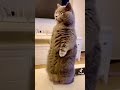 Dog freaks out at the Veterinary Clinic..Must See