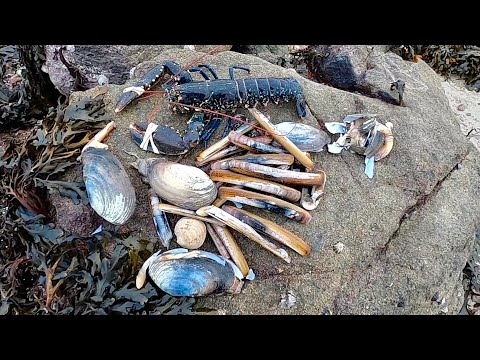 Coastal Foraging - Big Clams, Lobster & Brown crab  Catch and Cook !