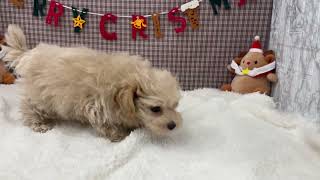 ハーフ犬の動画01