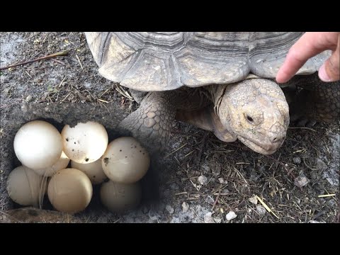 Why Are PING PONG Balls Coming Out of This Turtle