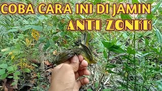 Download lagu memikat burung kecil dengan menggunakan cara ini di jamin ||ANTI ZONK mp3