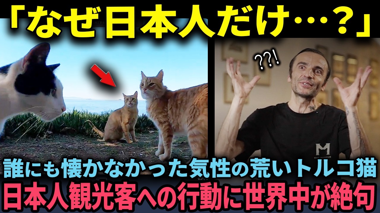 「なぜ日本人だけに近づくんだ…？」誰にも懐かないはずだった気性の荒いトルコ猫に日本人観光客が近づいた瞬間、驚愕の行動に出る…【海外の反応】