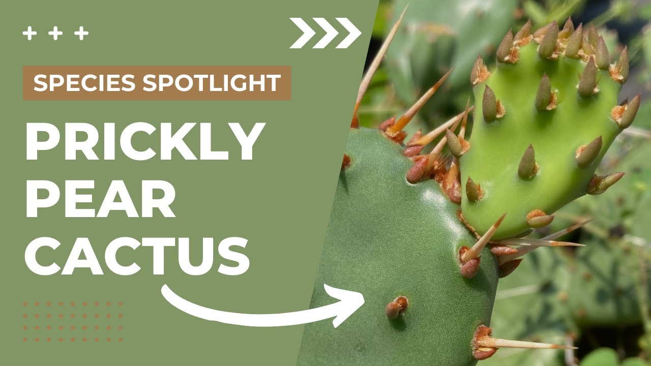 Species Spotlight | Prickly Pear (Opuntia humifusa) - YouTube