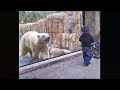 Hayvanat Bahçesindeki Camların Güvenilmez Olduğunu Gösteren Olaylar