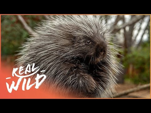 The Secret Life Of Porcupines (Wildlife Documentary) | Wild America | Real Wild