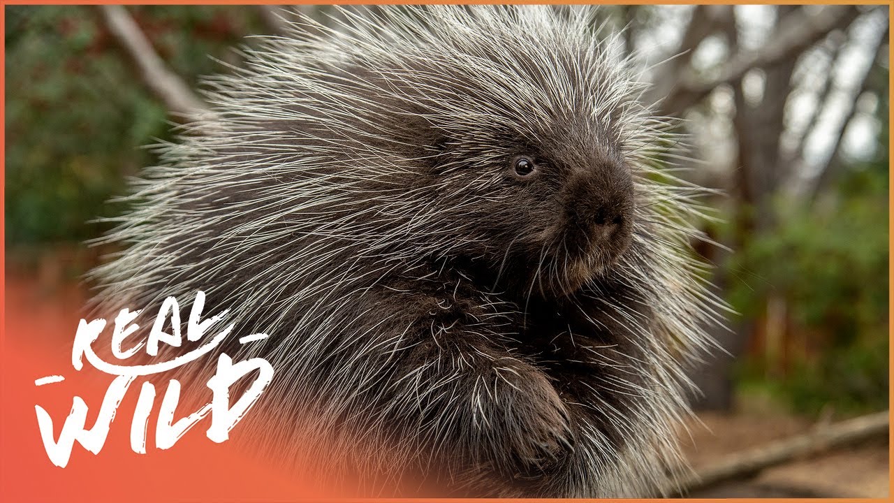 The 7 Best Documentaries About Porcupines