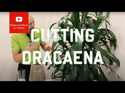 , title : 'Cutting from a Dracaena'