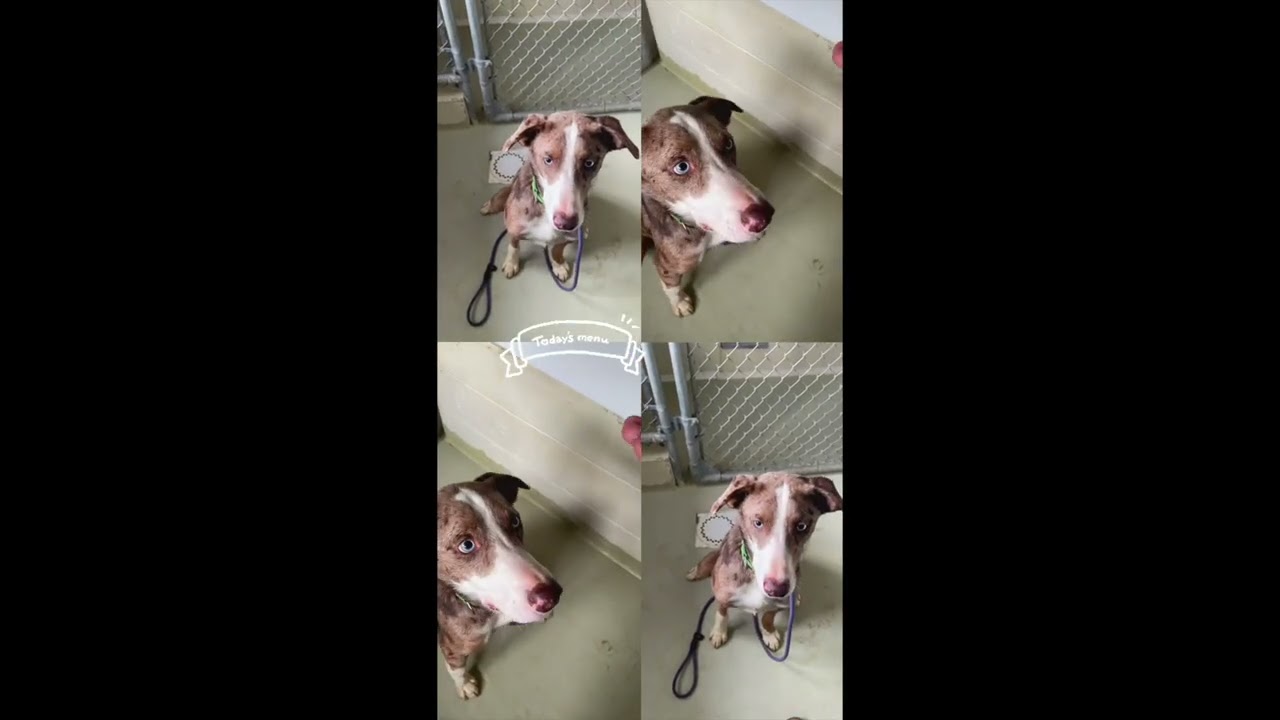 Roux, a ADOPTABLE mixed breed in Heathsville, VA video 6/6