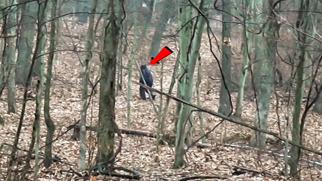 The Most Convincing Sasquatch Story