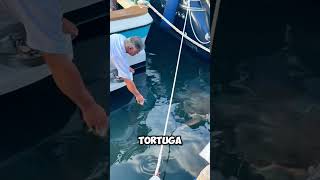 ¡Increíble! Esta Tortuga Marina Sabe Cuándo la Llaman a Comer 🐢🚤 #shorts