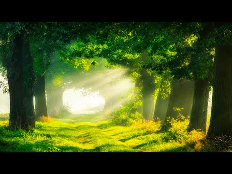 Relaxation Music Healing Stress, Anxiety and Depressive States Heal Mind, Body and Soul