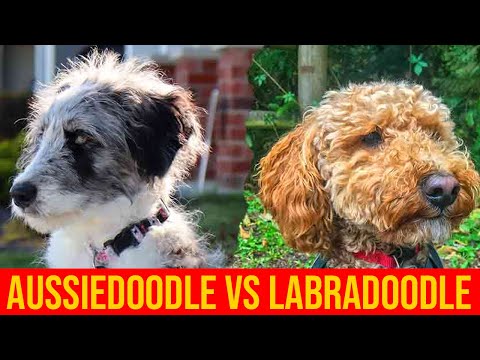 ラブラドゥードル対オージードゥードル。どのプードルミックス犬種が優れていますか?