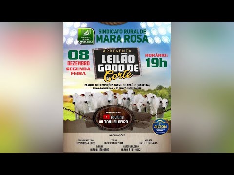 LEILÃO DE GADO DE CORTE - SINDICATO RURAL DE MARA ROSA 08/12/2025