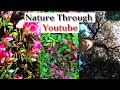 Beautiful Flower Nature Video For Relax Girl Indeed