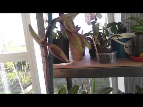 Quick orchid update - Paphiopedilum St Swithin