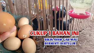 Download lagu GAMPANG! Cara Pacu Ayam agar Bertelur Lancar dengan Bahan Alami mp3 Download lagu GAMPANG! Cara Pacu Ayam agar Bertelur Lancar dengan Bahan Alami mp3