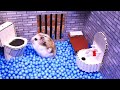 🐹 Hamster Escapes the Prison Maze | The Best Compilation