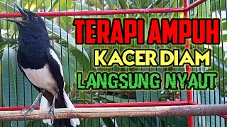 Download lagu Terapi kacer ngeplong, pancingan kacer, masteran kacer durasi panjang Berjam jam!! mp3