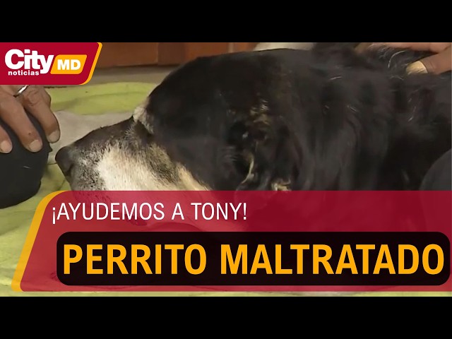 ¡Ayudemos a Tony! Perro fue encontrado con fuertes señales de maltrato