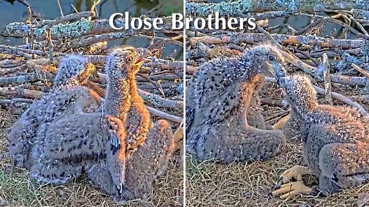 #175🦅BC28🐥28° & BC29🐥26°／Bluff City Bald Eagle Nest 2026／Frances💗Franklin ／ETSU/BTES Eagle Cameras