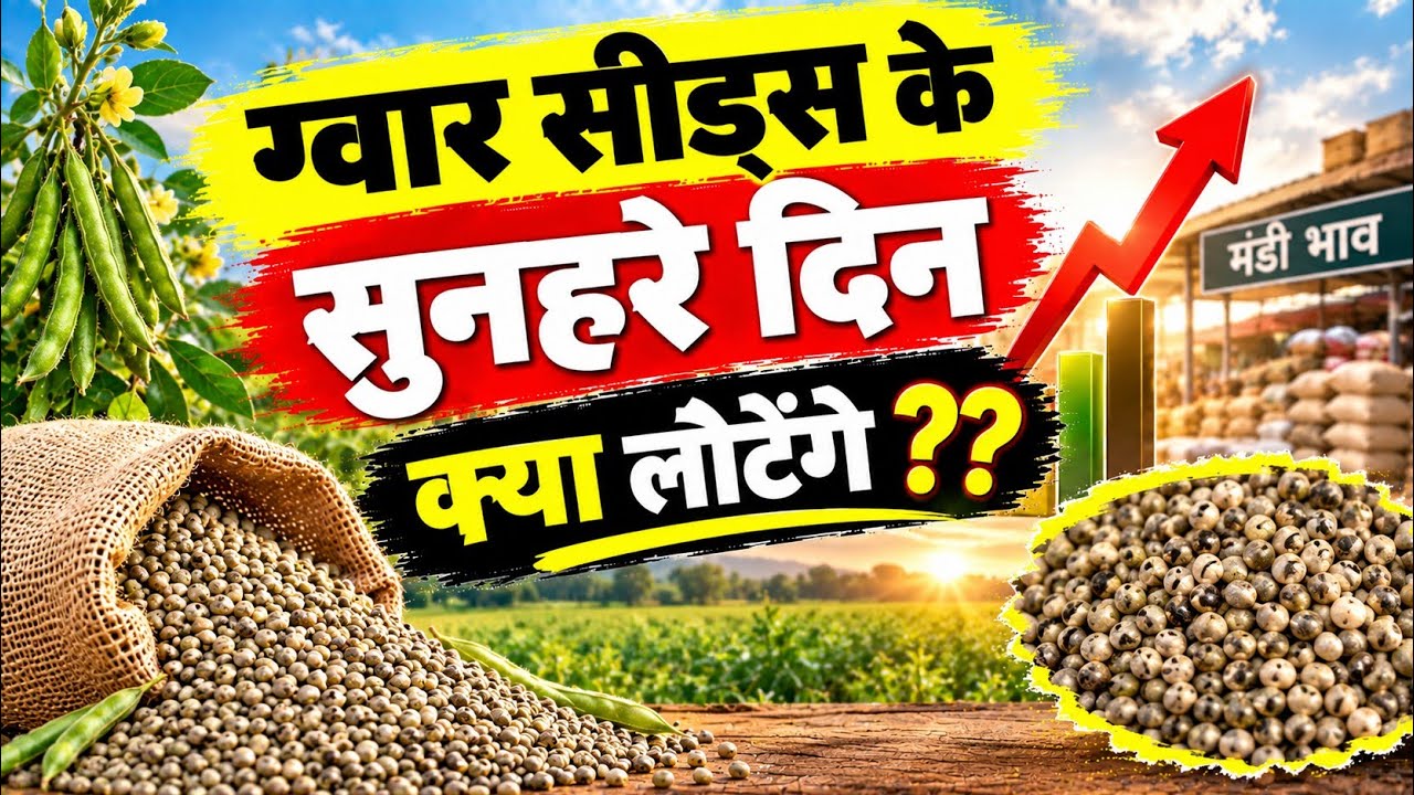 ग्वार सीड्स और ग्वार गम में कुछ बड़ा होने वाला है ।