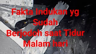 Download lagu Fakta Pasangan Murai Batu yg Sudah Berjodoh Saat T... mp3
