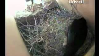 preview picture of video '2012 Chough laying an egg (April 2nd)'