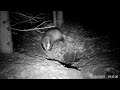 secacam wildkamera 14 dachs beim dachsbau 2