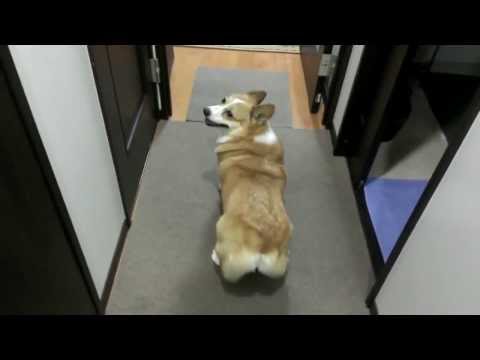 Собака-танцевака