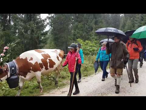 Posthotel Almabtrieb: Falkenmoosalm - Achenkirch am Achensee 2017