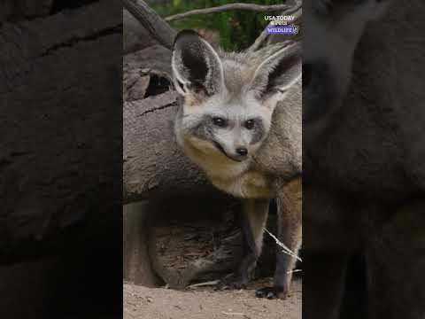 Bat-eared fox kits make first public appearance. See their uniquely cute look.