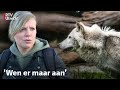 Toekomst met de wolf: we moeten er mee leren leven| RTV Utrecht