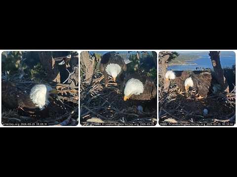 The disturbed peace, a stranger in the territory, Shadow brings a fish to Jackie 25.03.2026 FOBBVCAM