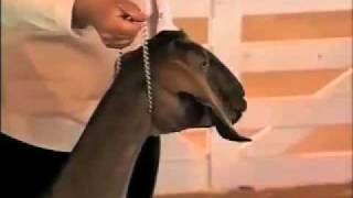 How should the chain be held while leading a show goat?