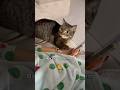 With Mom Vs With Spare Human Shorts Cat Funny