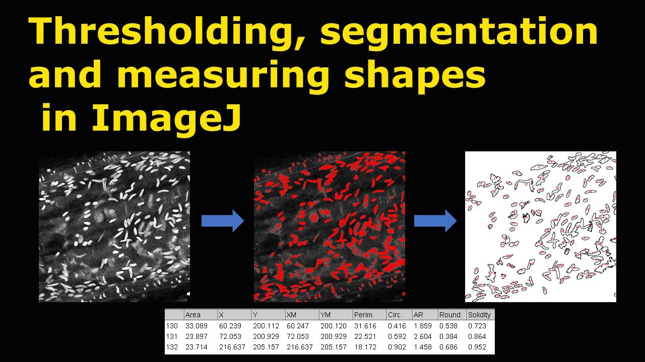 Thresholding segmentation and measuring shapes in ImageJ