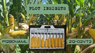 Plot Insight P12904AML vs 212-02VT2