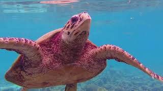 Incredibly close encounter with the critically endangered Hawksbill Turtle