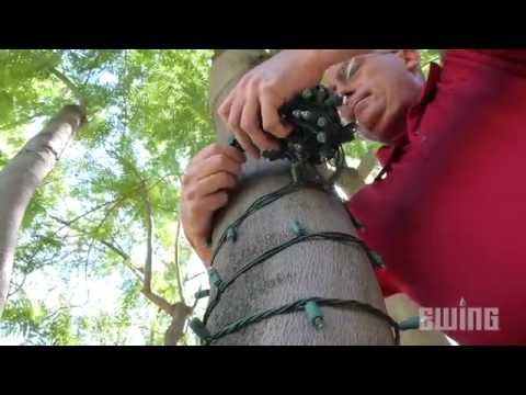 download lagu mp3 mp4 How To Wrap String Lights Around A Tree, download lagu How To Wrap String Lights Around A Tree gratis, unduh video klip How To Wrap String Lights Around A Tree